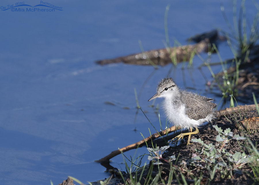 Spotted Sandpiper chick at the water's edge, Wasatch Mountains, Summit County, Utah