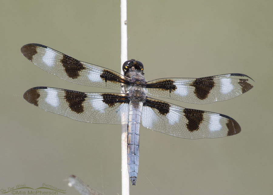 Male Twelve-spotted Skimmer dragonfly in northern Utah