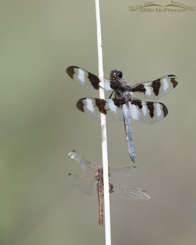 Male Twelve-spotted Skimmer above a deceased Variegated Meadowhawk, Box Elder County, Utah