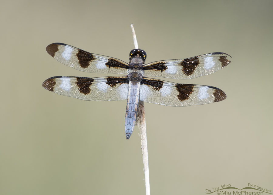 Resting male Twelve-spotted Skimmer dragonfly, Box Elder County, Utah