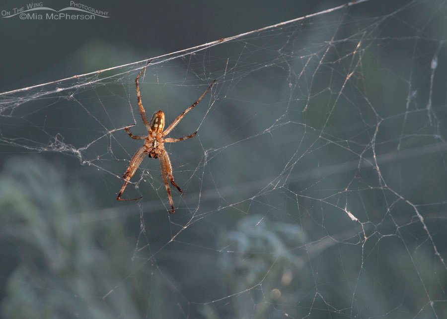Male Western Spotted Orbweaver in a messy web, Antelope Island State Park, Davis County, Utah