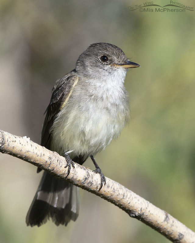 Adult Willow Flycatcher looking at the sky, Wasatch Mountains, Morgan County, Utah