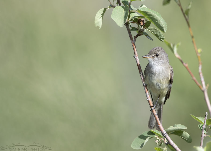 Willow Flycatcher perched in a serviceberry shrub, Wasatch Mountains, Morgan County, Utah