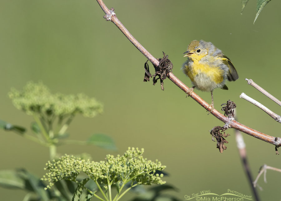 Begging Yellow Warbler chick in an elderberry bush, Wasatch Mountains, Summit County, Utah