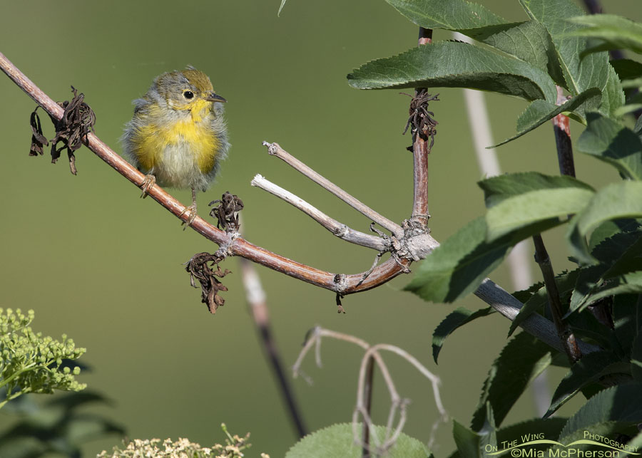 Fledgling Yellow Warbler waiting to be fed, Wasatch Mountains, Summit County, Utah