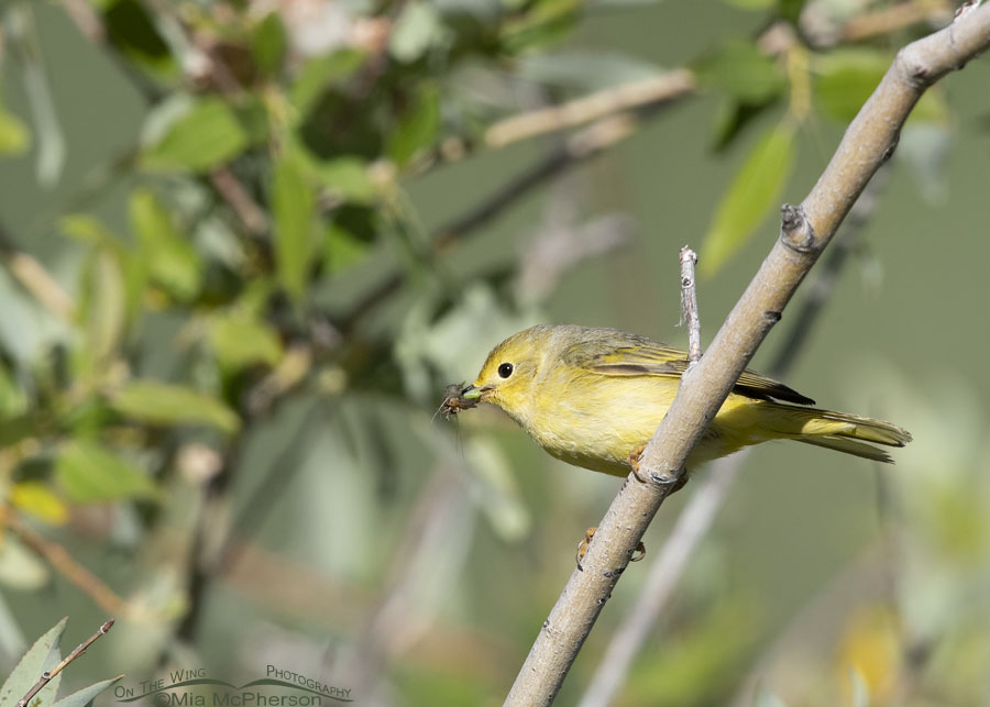 Female Yellow Warbler with prey for her chicks, Wasatch Mountains, Summit County, Utah
