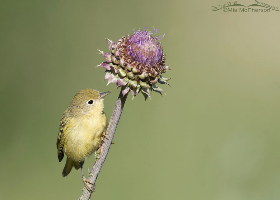 Immature Yellow Warbler perched on a thistle, Wasatch Mountains, Summit County, Utah