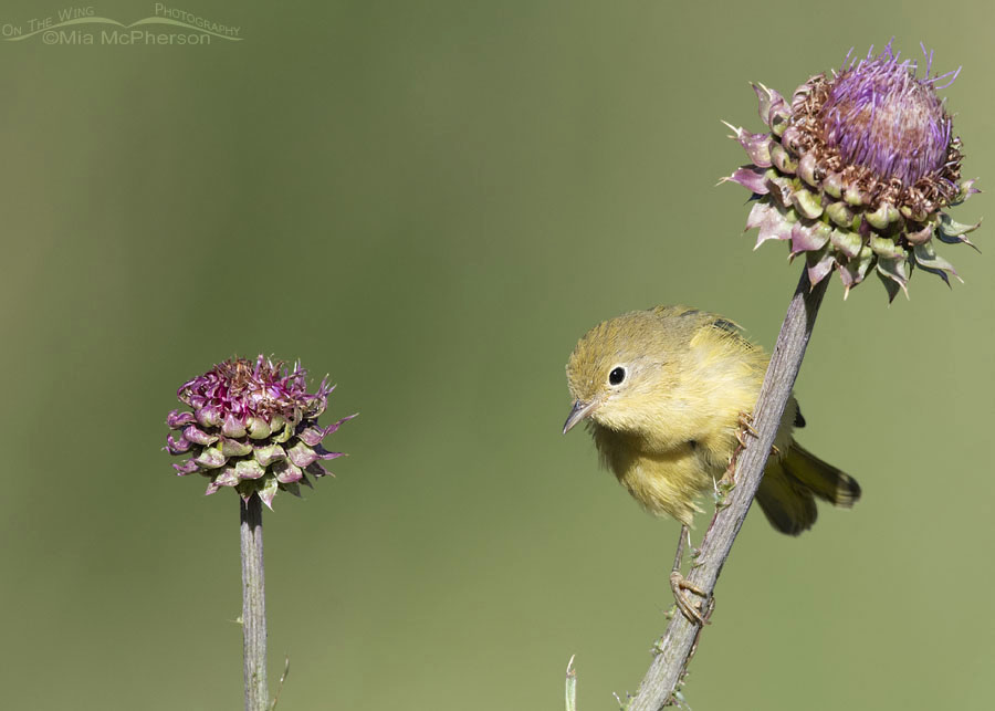 Immature Yellow Warbler and thistles, Wasatch Mountains, Summit County, Utah