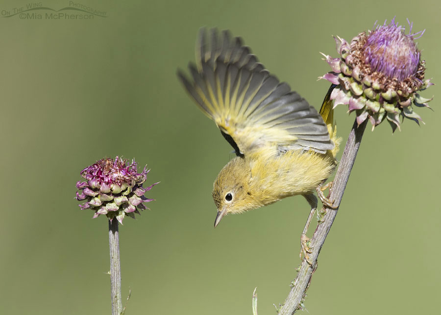 Immature Yellow Warbler fluttering its wings, Wasatch Mountains, Summit County, Utah