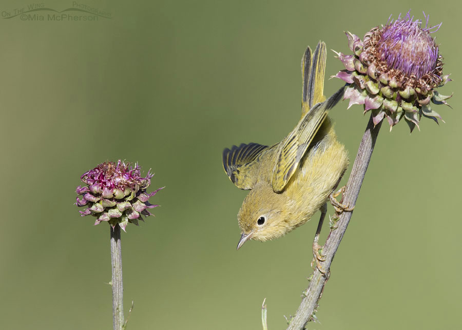 Immature Yellow Warbler lifting off from a thistle, Wasatch Mountains, Summit County, Utah