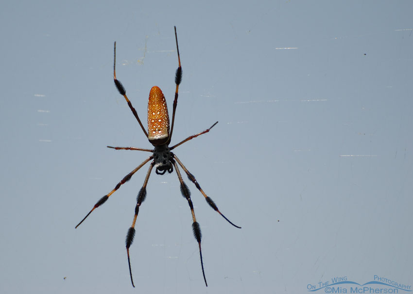 Adult female Golden-silk Spider, Fort De Soto County Park, Pinellas County, Florida