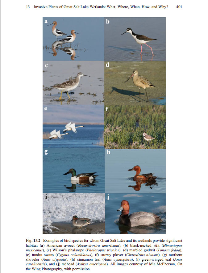 Book: Great Salt Lake Biology, A terminal lake in a time of change - Page 401 - August 2020