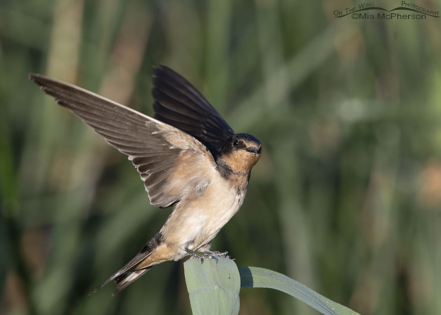 Barn Swallow landing on a windy morning, Bear River Migratory Bird Refuge, Box Elder County, Utah