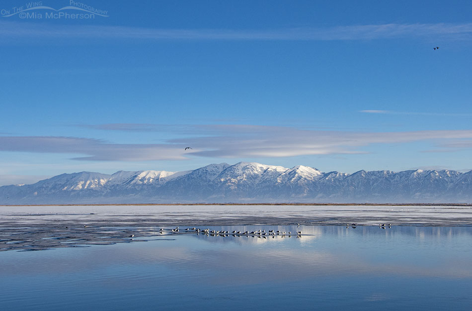 Winter view of Bear River MBR and the snowy Wasatch Mountains, Box Elder County, Utah