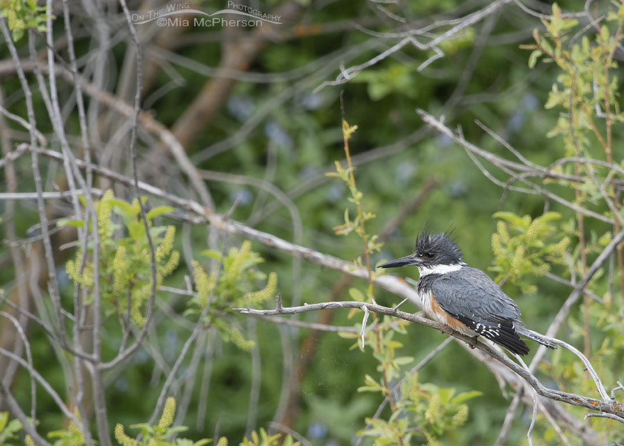 Adult female Belted Kingfisher on the other side of a creek, Wasatch Mountains, Summit County, Utah