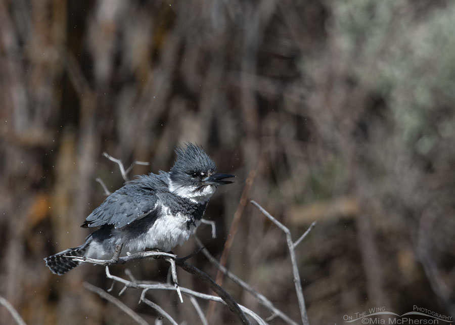 Male Belted Kingfisher shaking his feathers after eating, Wasatch Mountains, Summit County, Utah