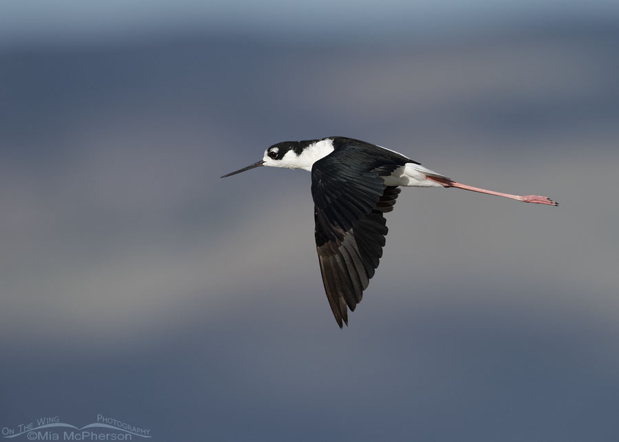 Adult male Black-necked Stilt in flight, Bear River Migratory Bird Refuge, Box Elder County, Utah
