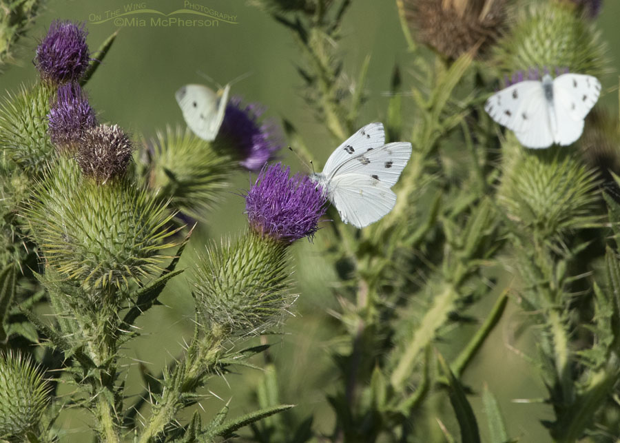 Checkered White Butterflies on thistles, Bear River Migratory Bird Refuge, Box Elder County, Utah