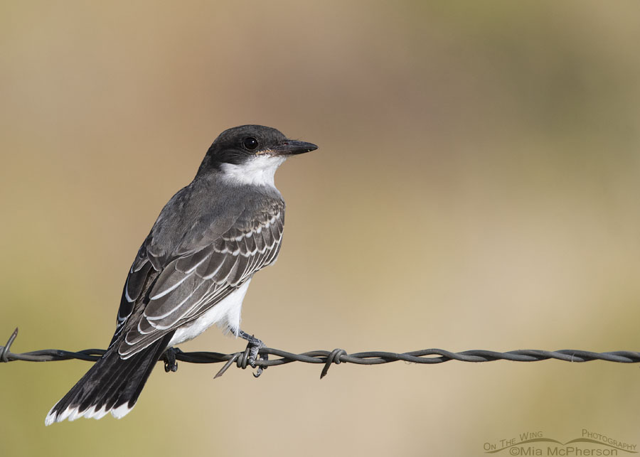Young Eastern Kingbird hawking insects from a barbed wire fence, Bear River Migratory Bird Refuge, Box Elder County, Utah