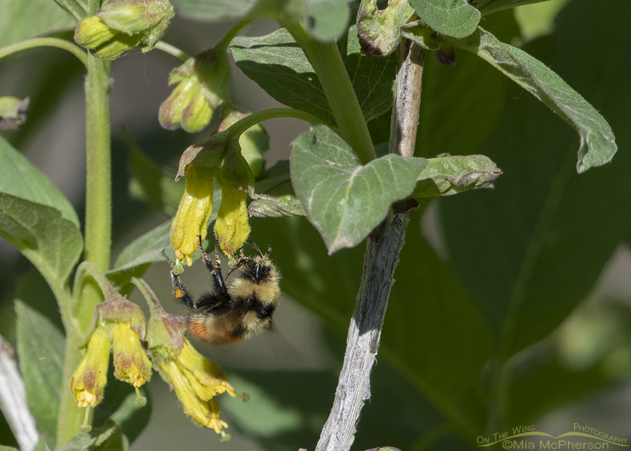 Great Basin Bumble Bee Images