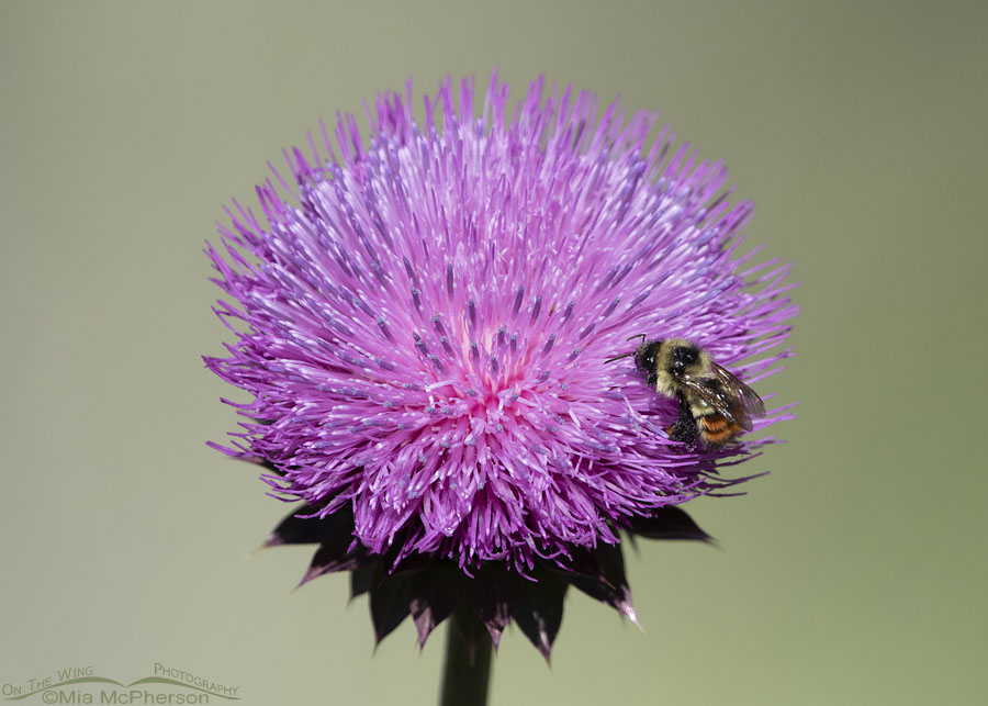 Great Basin Bumble Bee on a thistle blossom, Cascade Springs, Uinta National Forest, Wasatch County, Utah