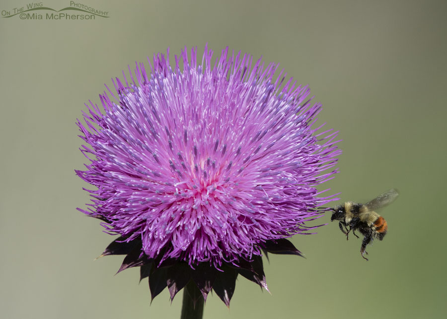 Great Basin Bumble Bee flying next to a Musk Thistle, Cascade Springs, Uinta National Forest, Wasatch County, Utah