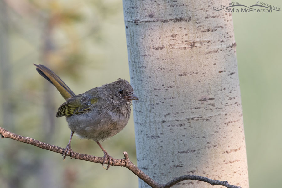 Immature Green-tailed Towhee in a stand of aspens, Wasatch Mountains, Morgan County, Utah