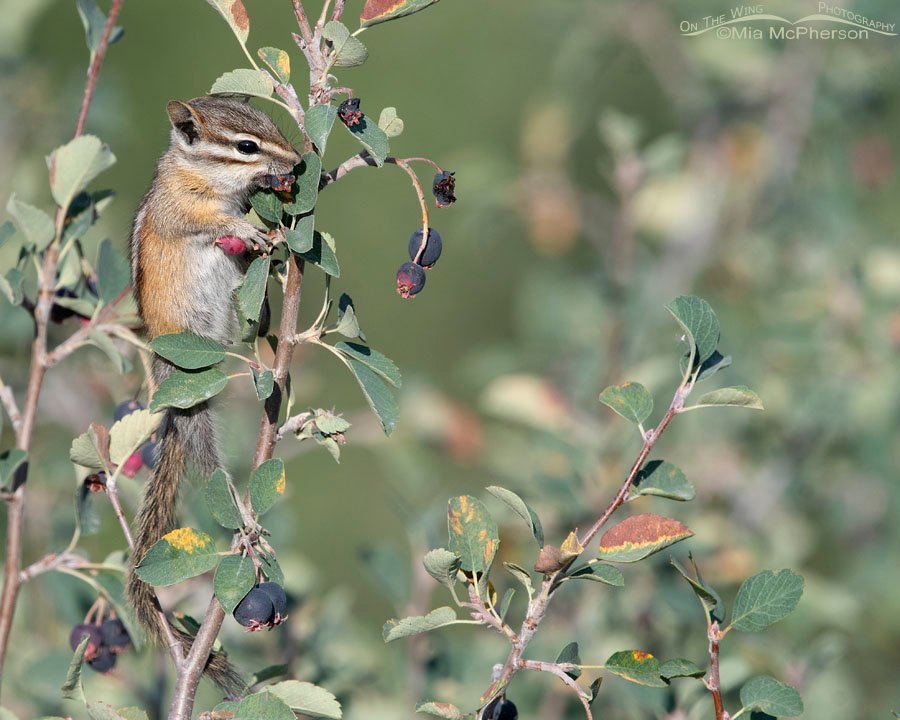Least Chipmunk eating a juicy serviceberry, Wasatch Mountains, Summit County, Utah