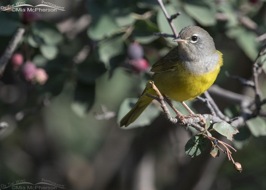 Immature MacGillivray's Warbler perched in a serviceberry, Wasatch Mountains, Morgan County, Utah