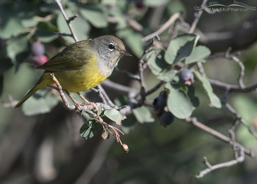 Immature MacGillivray's Warbler in the Wasatch Mountains, Morgan County, Utah