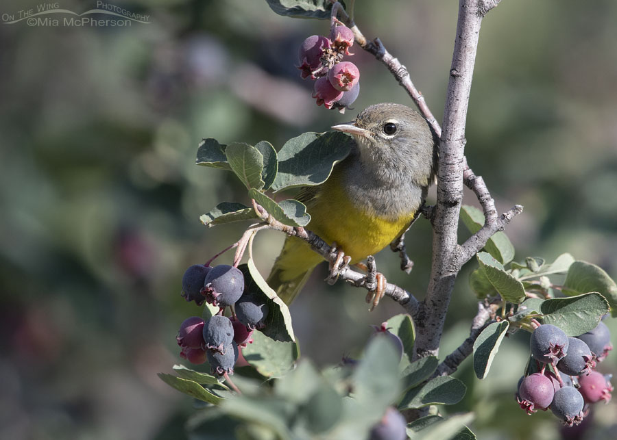 Immature MacGillivray's Warbler and ripe serviceberries, Wasatch Mountains, Morgan County, Utah