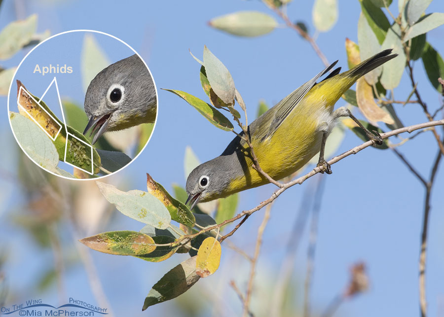 Male Nashville Warbler foraging for aphids - With inset