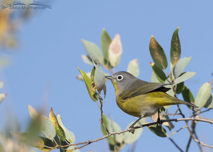 Nashville Warbler at the top of a willow, Wasatch Mountains, Morgan County, Utah