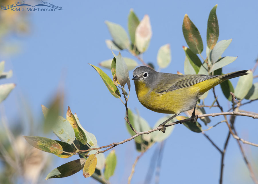 Adult Nashville Warbler male perched in a willow, Wasatch Mountains, Morgan County, Utah