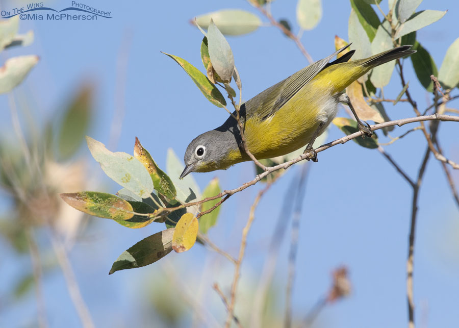 Male Nashville Warbler with aphids on his bill, Wasatch Mountains, Morgan County, Utah