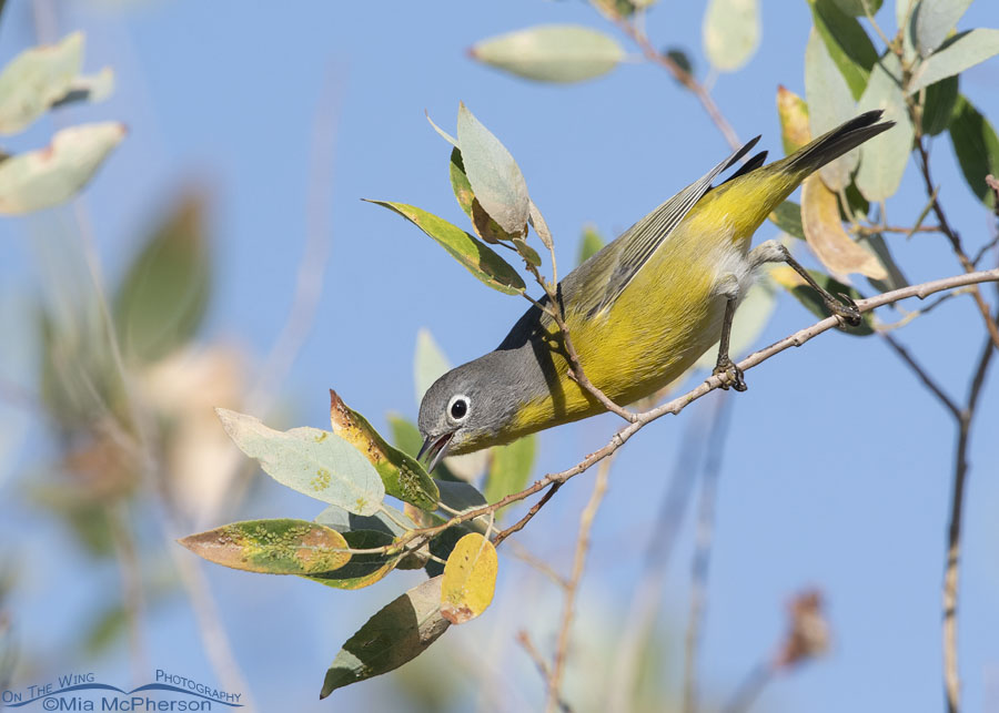 Male Nashville Warbler foraging for aphids, Wasatch Mountains, Morgan County, Utah