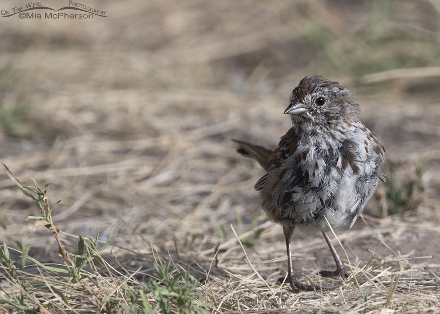 Molting Song Sparrow, Wasatch Mountains, East Canyon, Morgan County, Utah