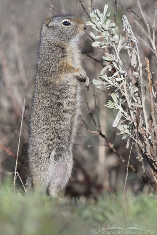Adult Uinta Ground Squirrel standing next to sage, Wasatch Mountains, Summit County, Utah