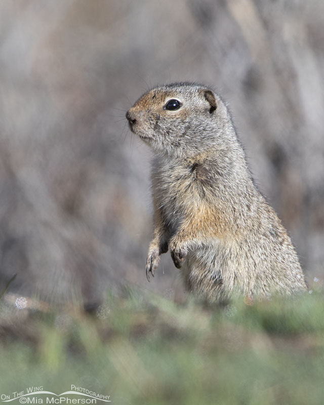Uinta Ground Squirrel adult with one muddy paw, Wasatch Mountains, Summit County, Utah