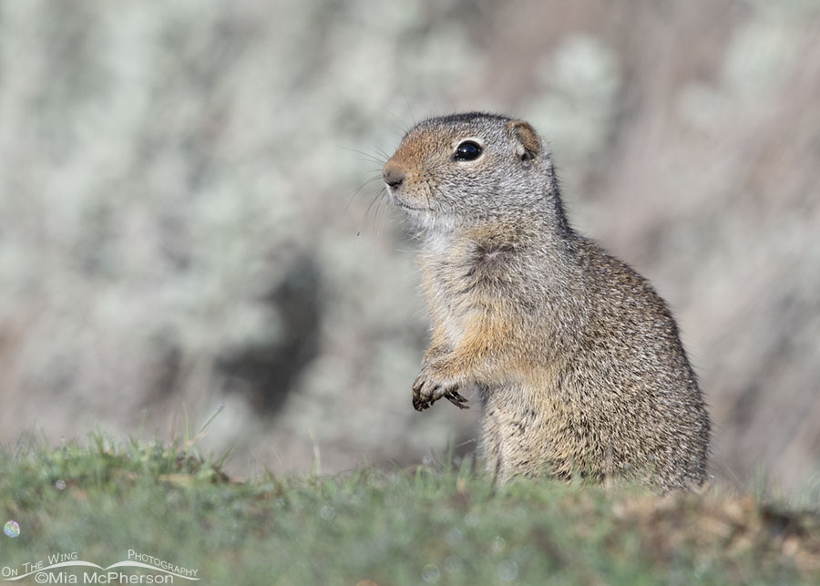Adult Uinta Ground Squirrel at eye level, Wasatch Mountains, Summit County, Utah