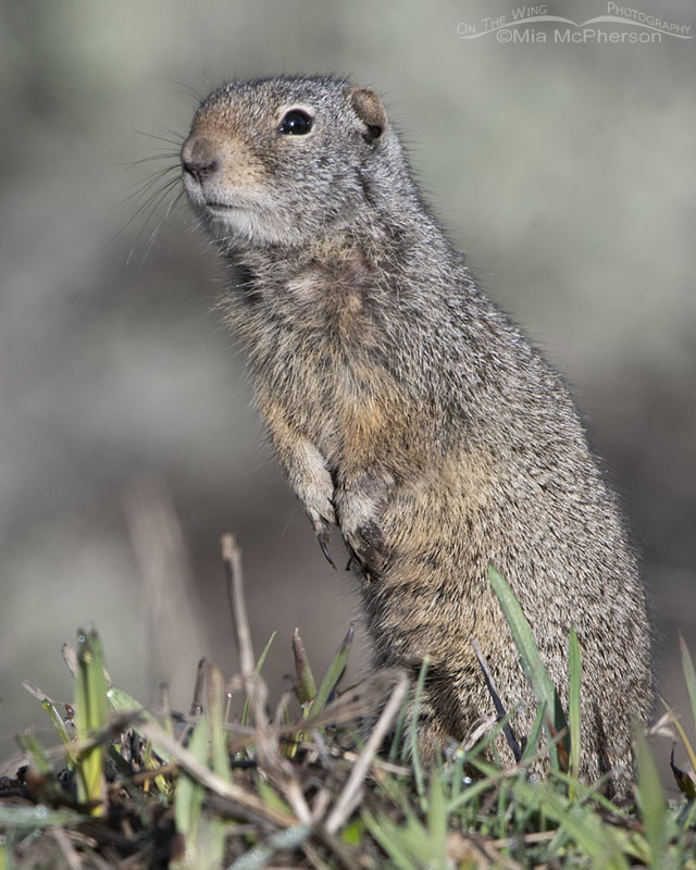 Uinta Ground Squirrel adult on an April morning, Wasatch Mountains, Summit County, Utah