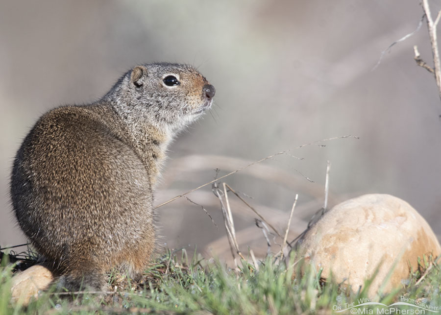 Uinta Ground Squirrel adult with a muddy nose, Wasatch Mountains, Summit County, Utah