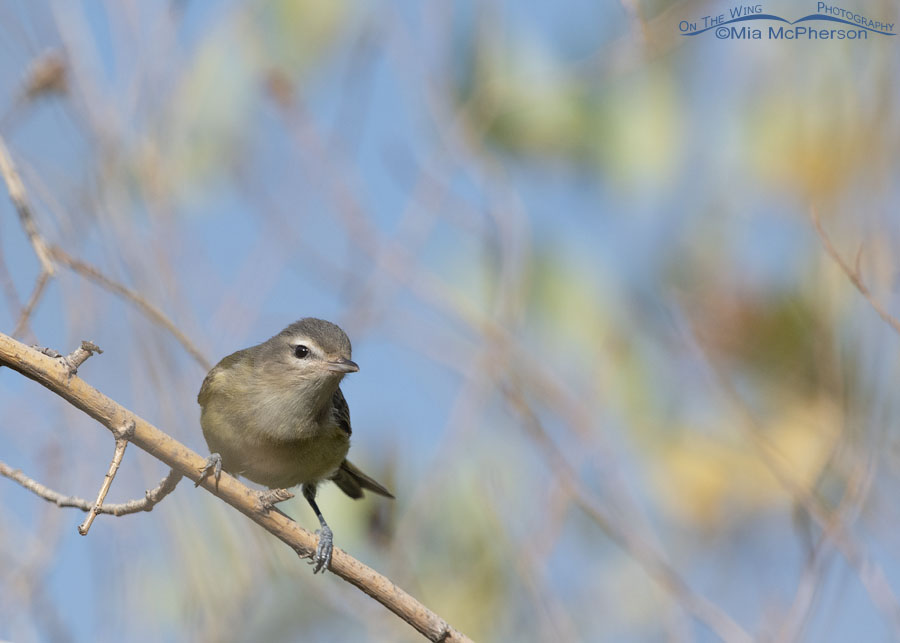 Warbling Vireo perched on a willow branch, Wasatch Mountains, Morgan County, Utah