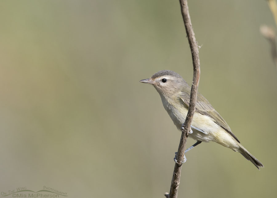 Warbling Vireo in the Wasatch Mountains, Morgan County, Utah
