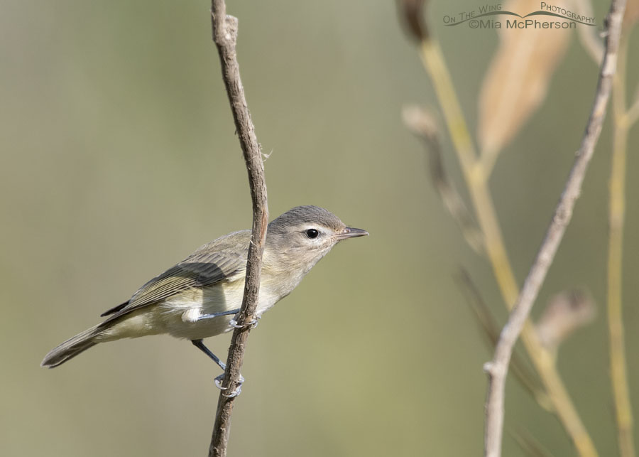 Warbling Vireo perched on a vertical branch, Wasatch Mountains, Morgan County, Utah