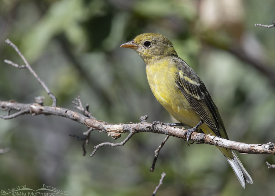East Canyon Western Tanager, Wasatch Mountains, Morgan County, Utah
