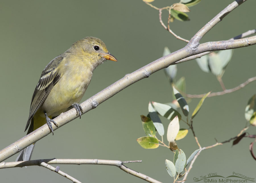 Western Tanager female in willows, Wasatch Mountains, Morgan County, Utah