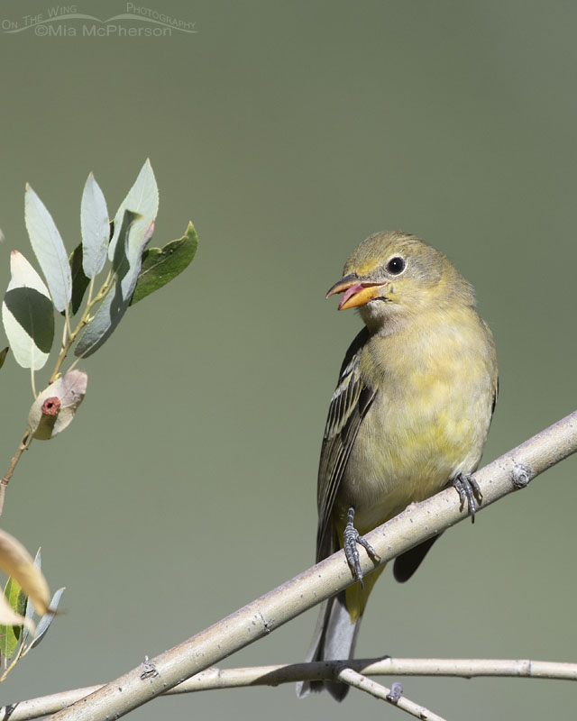 Western Tanager with tongue showing