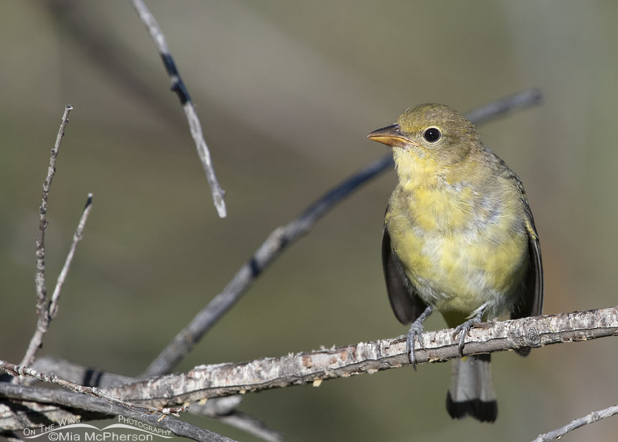 Begging immature Western Tanager, Wasatch Mountains, Summit County, Utah