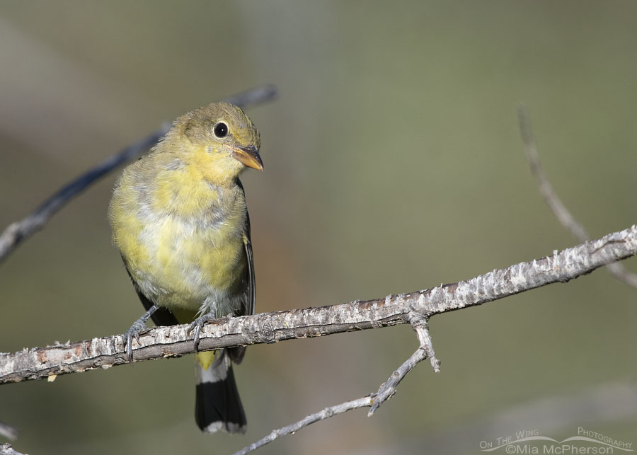Immature Western Tanager tilting its head
